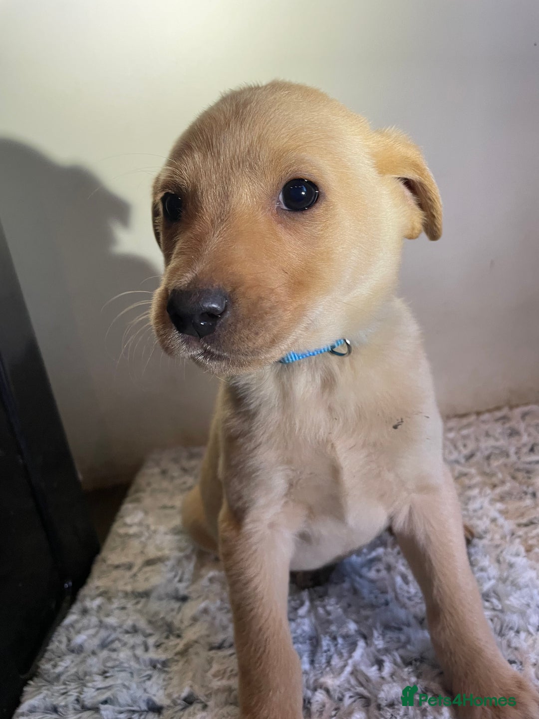 Labrador Retriever dogs for sale: Reduced to 1200 Ready to go now   - Advert 18