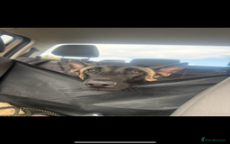 Belgian Shepherd Dog dogs for sale: Two malis looking for a new home! - Image 1