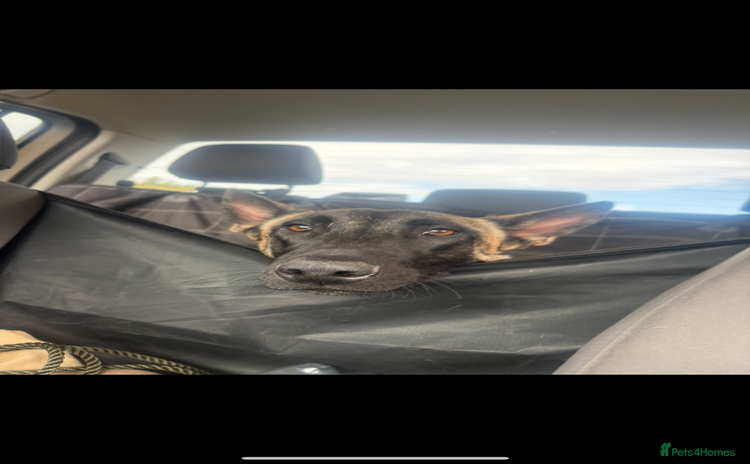 Belgian Shepherd Dog dogs for sale - Advert 1