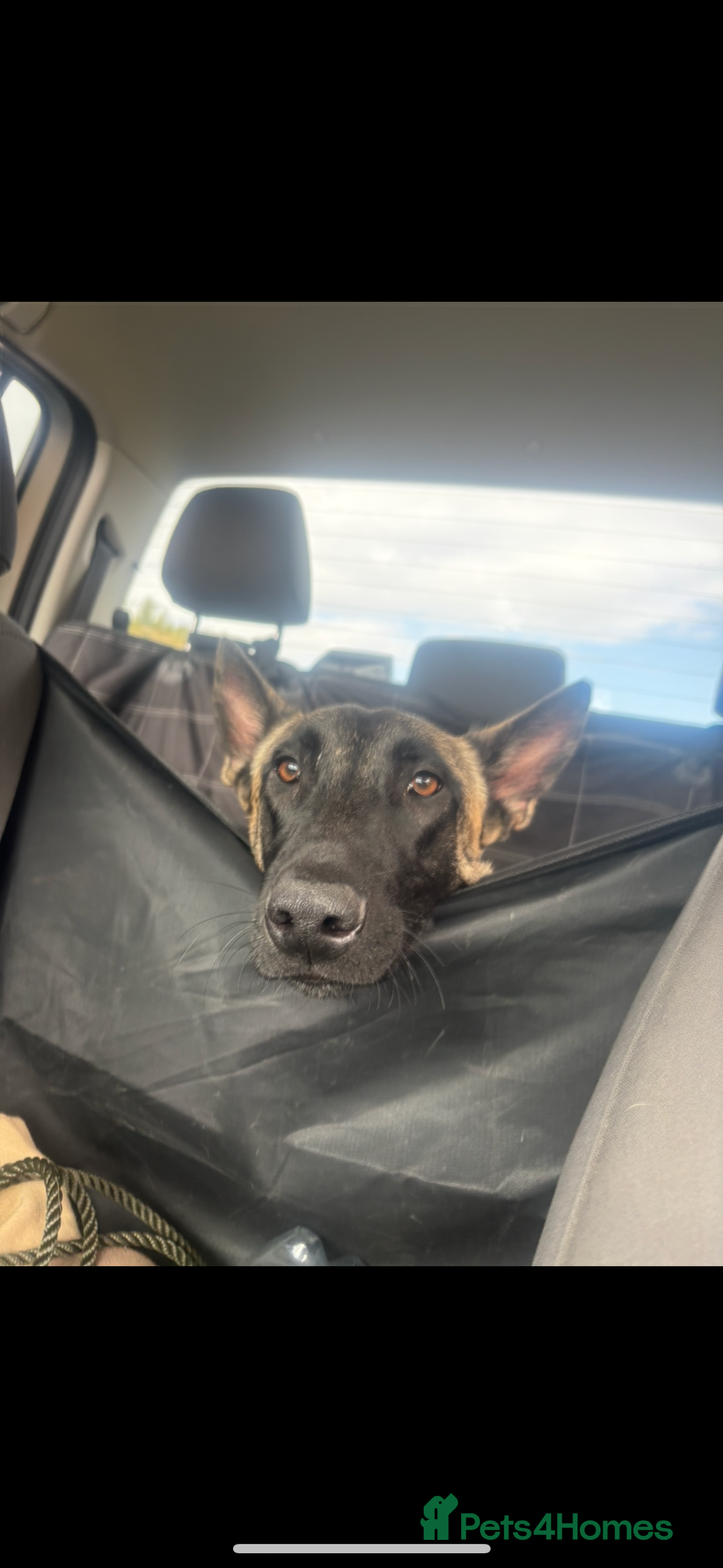 Belgian Shepherd Dog dogs for sale: Two malis looking for a new home! - Image 1