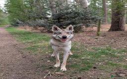 Saarloos Wolfdog dogs for sale: Czechoslovakian wolfdog female  - Image 3