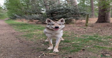 Saarloos Wolfdog dogs - Advert 10