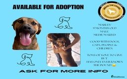 Mixed Breed dogs for adoption: Marley, approx 7 months. Available for adoption. - Image 15