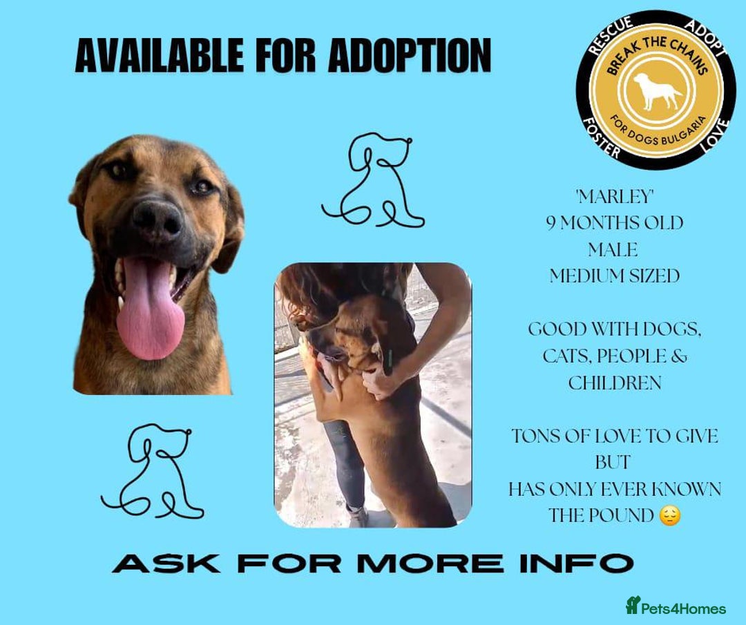 Mixed Breed dogs for adoption: Marley, approx 7 months. Available for adoption. - Image 15