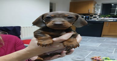 Miniature Dachshund dogs - Advert 11