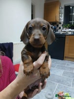 Miniature Dachshund dogs - Advert 11