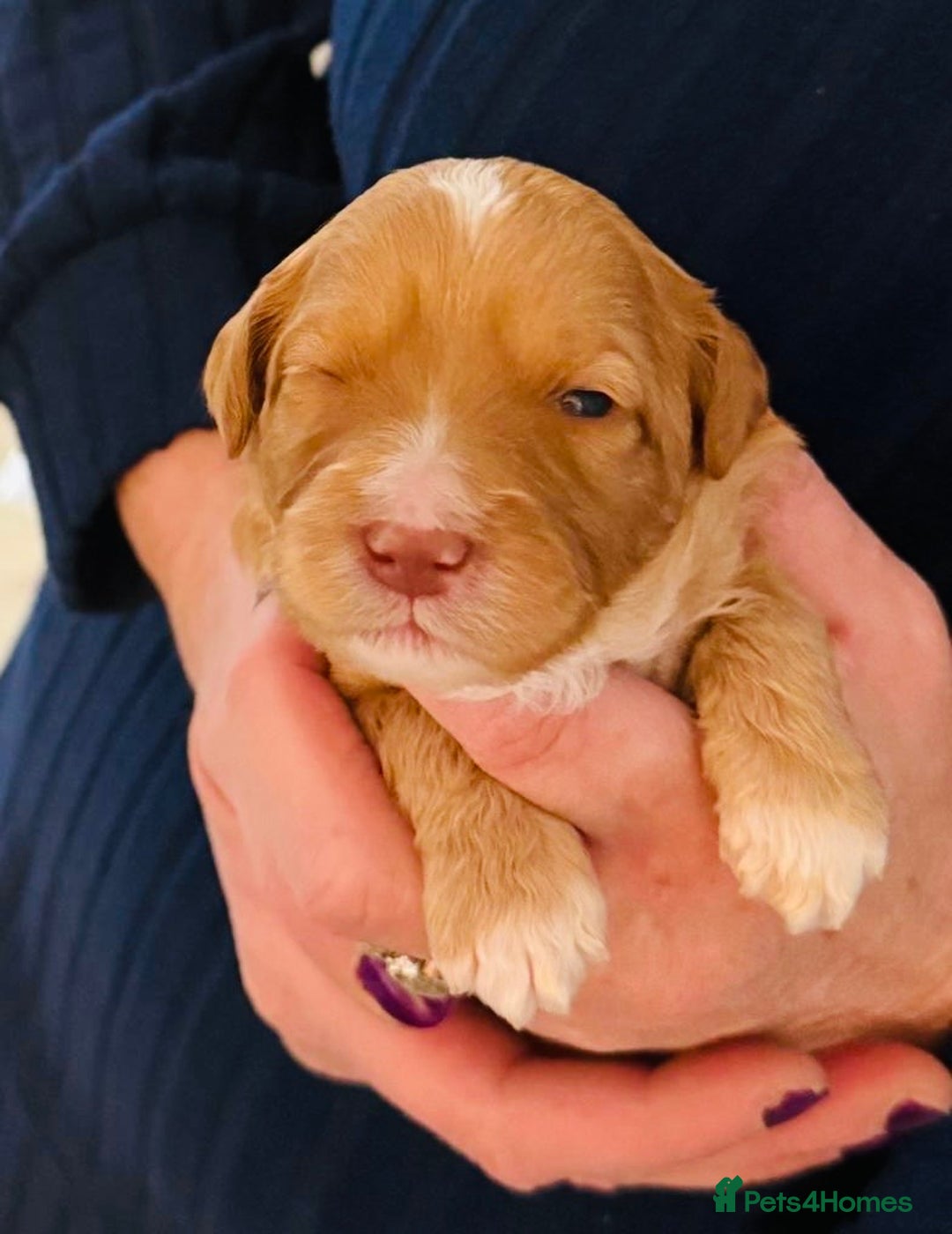 Australian Labradoodle dogs for sale: Multi Generational Australian Labradoodle Puppies - Image 3