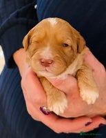 Australian Labradoodle dogs - Advert 10