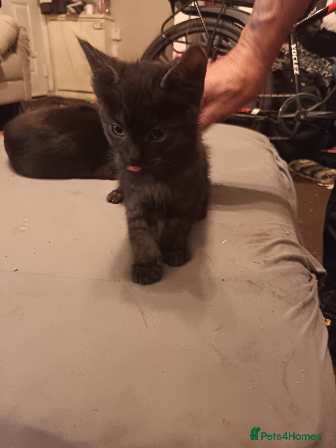 Mixed Breed cats for sale: Kittens - Advert 4