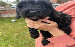 Cockapoo dogs for sale: Cockapoo pups - Image 21