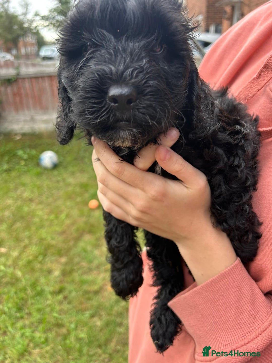 Cockapoo dogs for sale: Cockapoo pups - Image 21