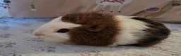 Guinea Pig rodents for sale: Lovely Baby Guinea-pigs Ready Now  - Advert 2