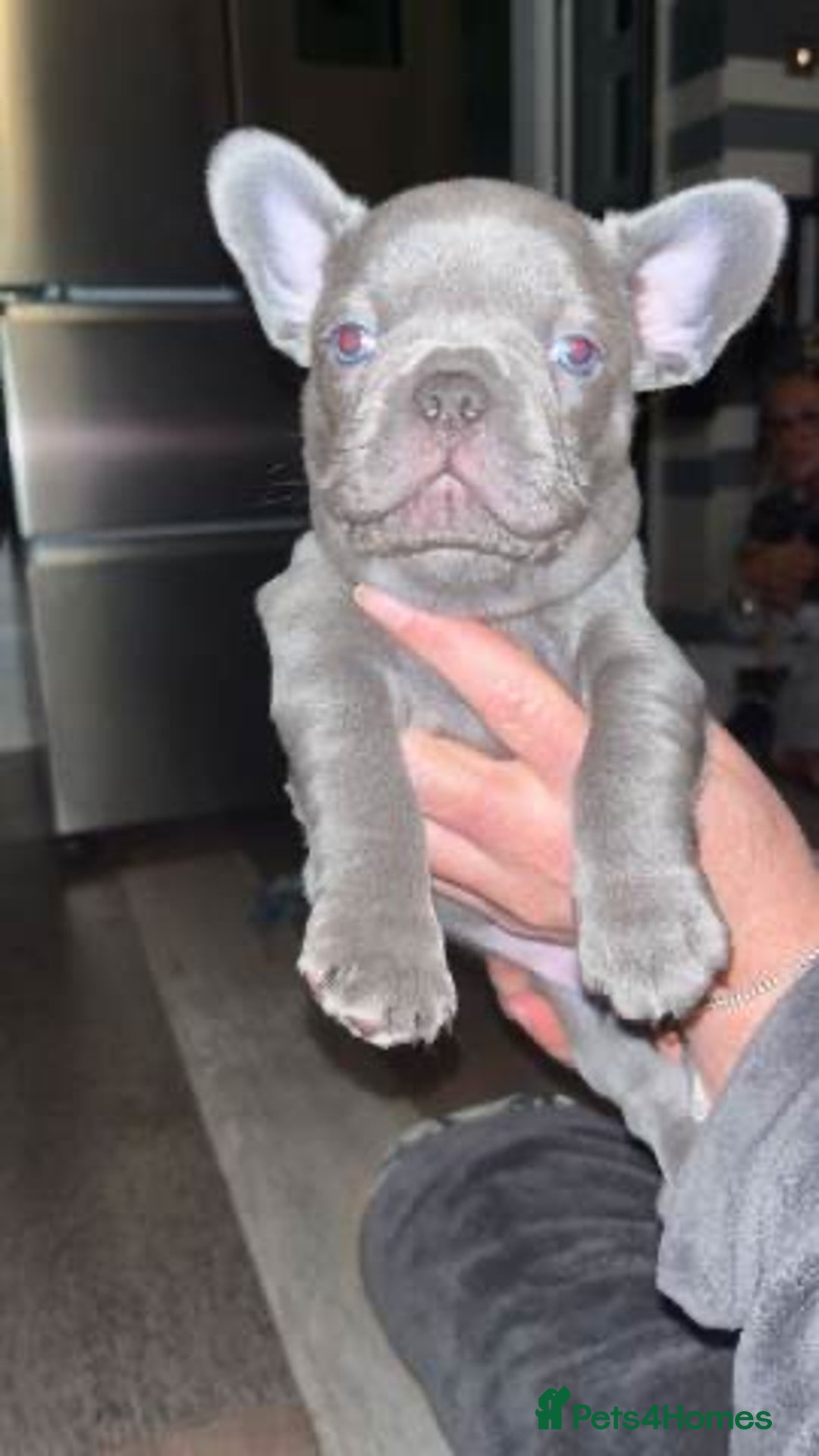 French Bulldog dogs for sale: Quality Stunning Frenchies Bull Puppies  - Advert 9