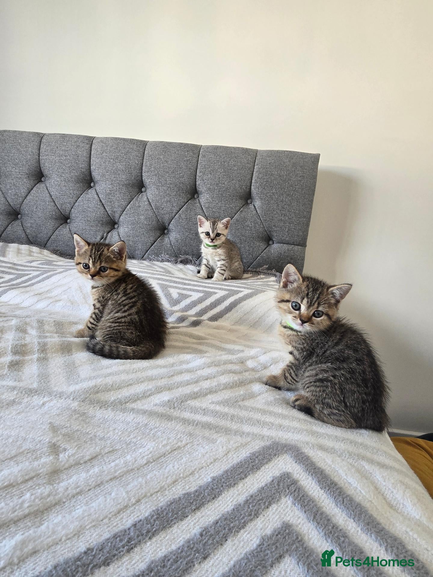 British Shorthair cats 2 girls and 1 boy - Advert 2