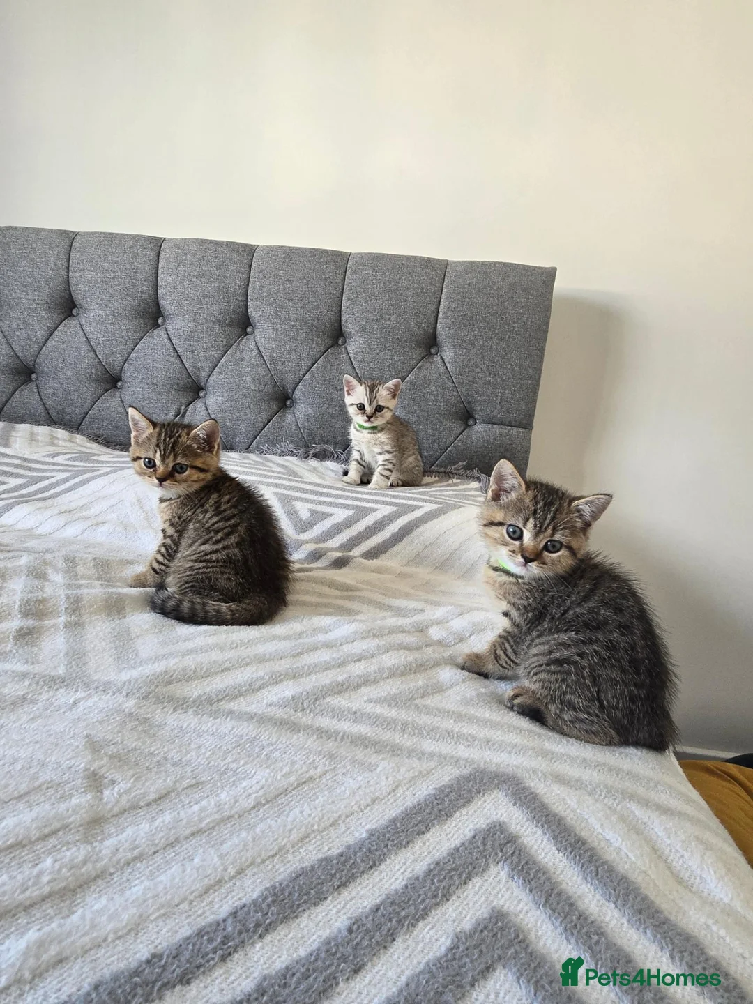 British Shorthair cats for sale: 2 girls and 1 boy in Tilbury - Advert 1