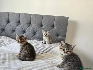 British Shorthair cats 2 girls and 1 boy - Advert 8