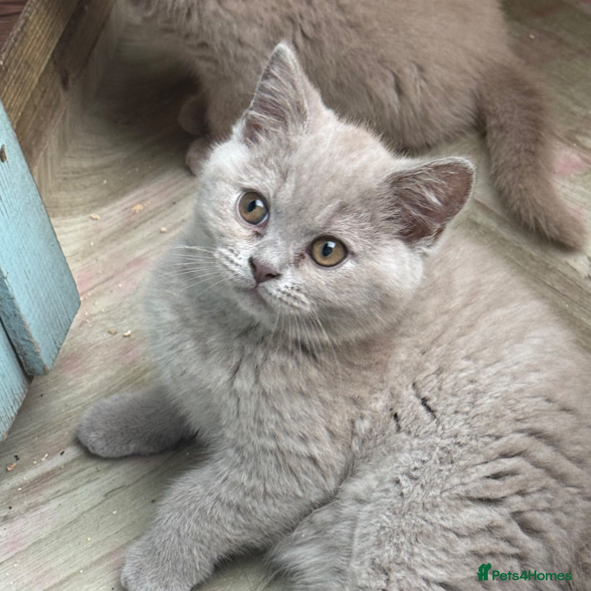 British Shorthair cats Lilac BSH  GCCF Boys  - Advert 2
