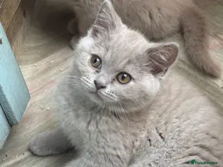 British Shorthair cats Lilac BSH GCCF Boys - Advert 2