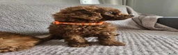 Cavapoo dogs for sale: F1b Cavapoo Puppies!!  - Advert 6