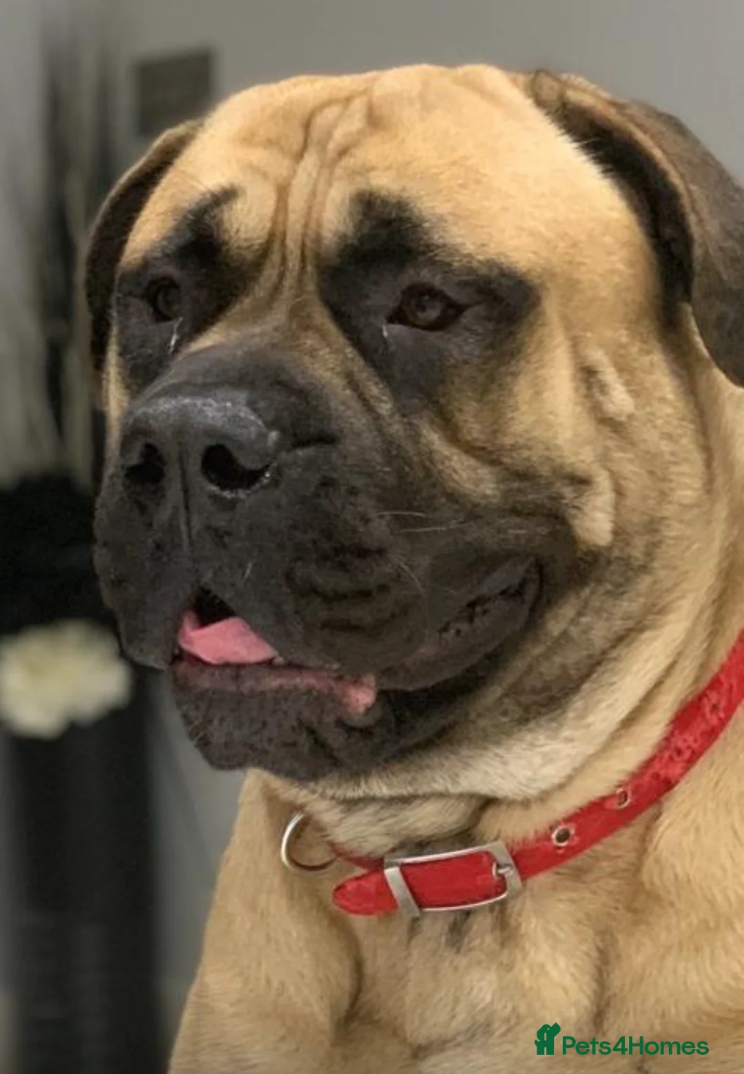 Bullmastiff dogs for stud: Stud Dog Available for Breeding in Slough - Advert 4