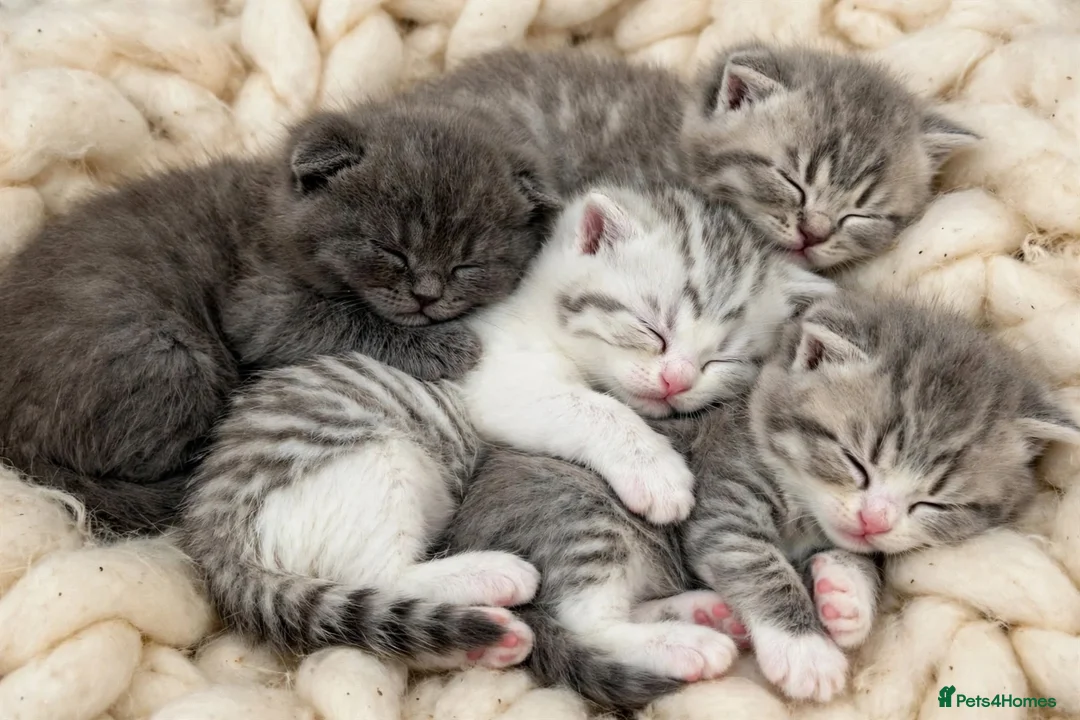 British Shorthair cats for sale: Outstanding Kittens Ready Before  ** 😻🐾🏆🥇 - Advert 2