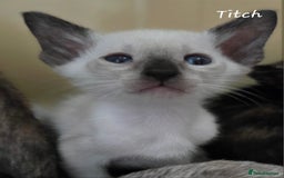 Oriental cats for sale: Beautiful GCCF registered Oriental kittens - Image 4