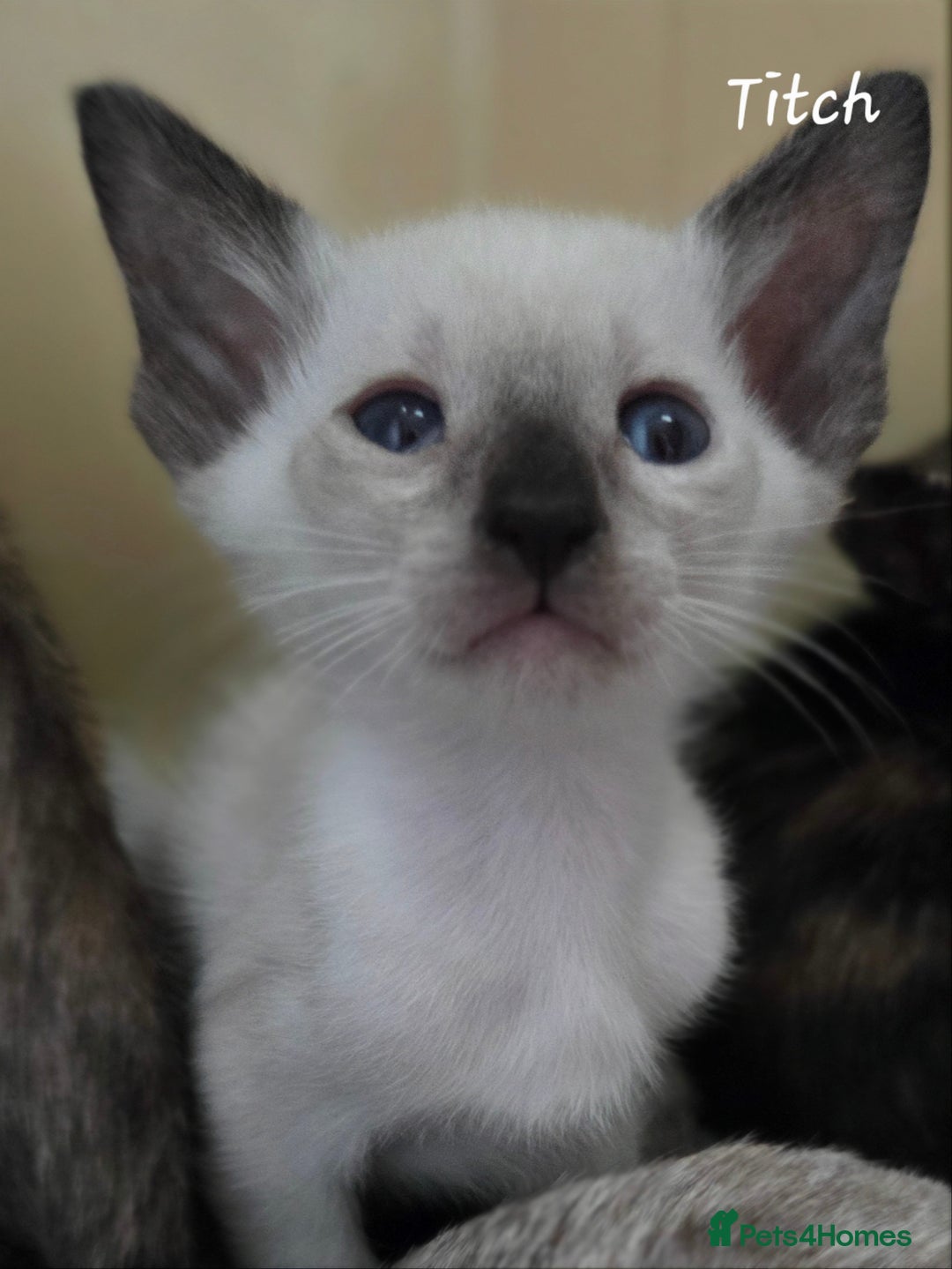 Oriental cats for sale: Beautiful GCCF registered Oriental kittens - Image 4