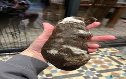 Sproodle dogs for sale: Beautiful Sproodle Babies - Image 4