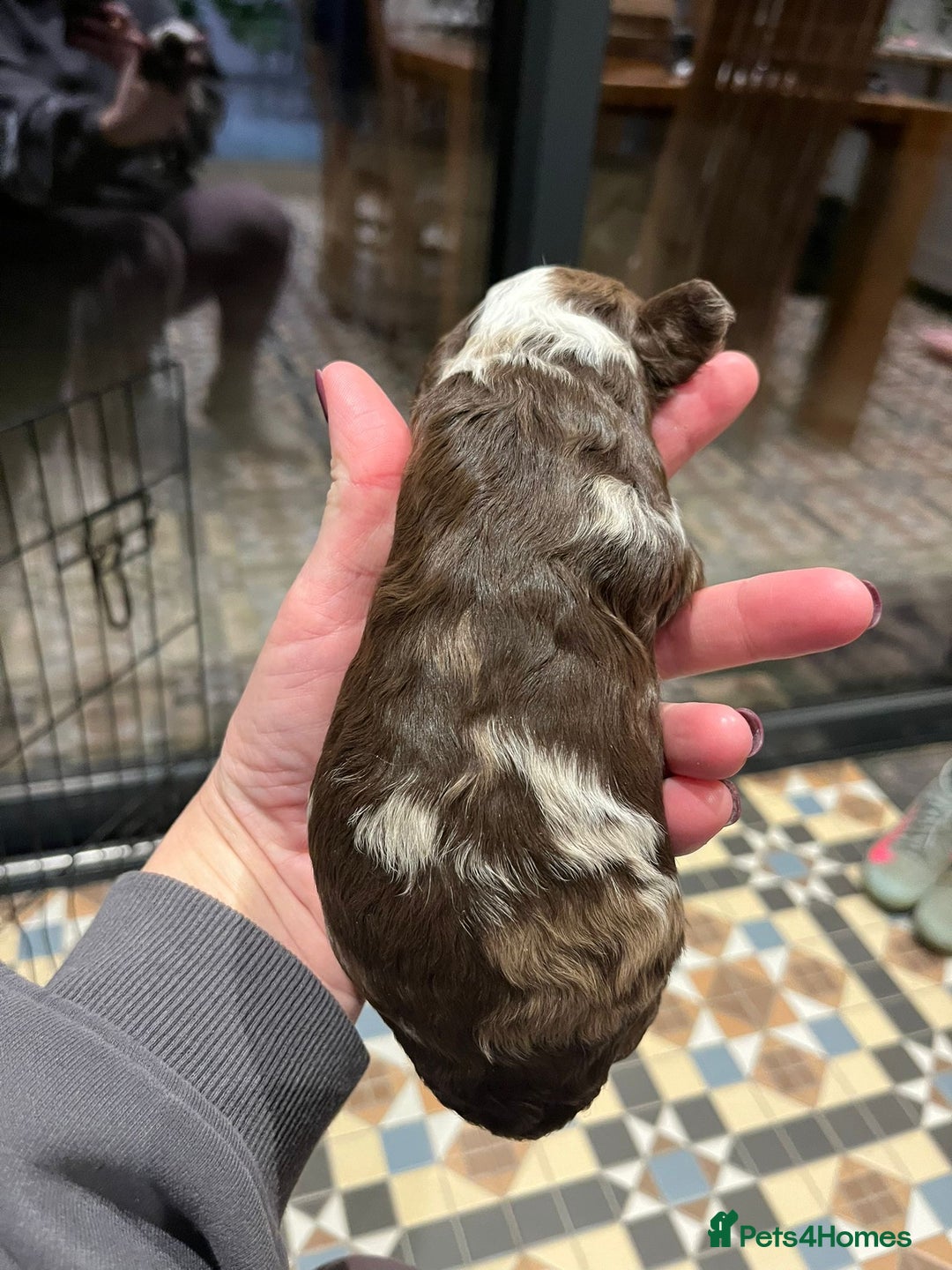 Sproodle dogs for sale: Beautiful Sproodle Babies - Image 4