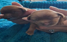 Cavalier King Charles Spaniel dogs for sale: 4 beautiful chunky puppies. 4 days old - Image 2