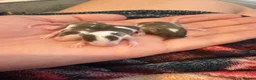 Mouse rodents for sale: 3 females £45 must go together  in Wellingborough - Advert 2