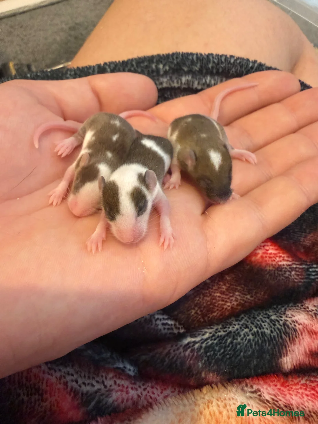 Mouse rodents for sale: 3 females £45 must go together  in Wellingborough - Advert 2