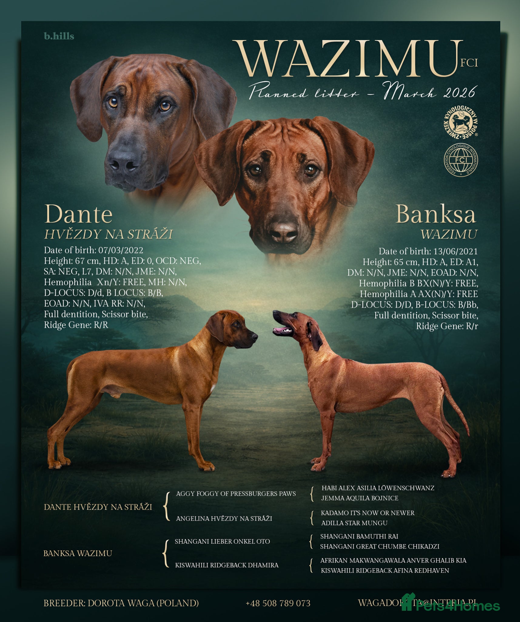 Rhodesian Ridgeback dogs Rhodesian Ridgeback  - Advert 1