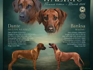 Rhodesian Ridgeback dogs Rhodesian Ridgeback - Advert 1