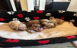 Dachshund dogs for sale: Miniature dapple chocolate boy puppies - Image 10