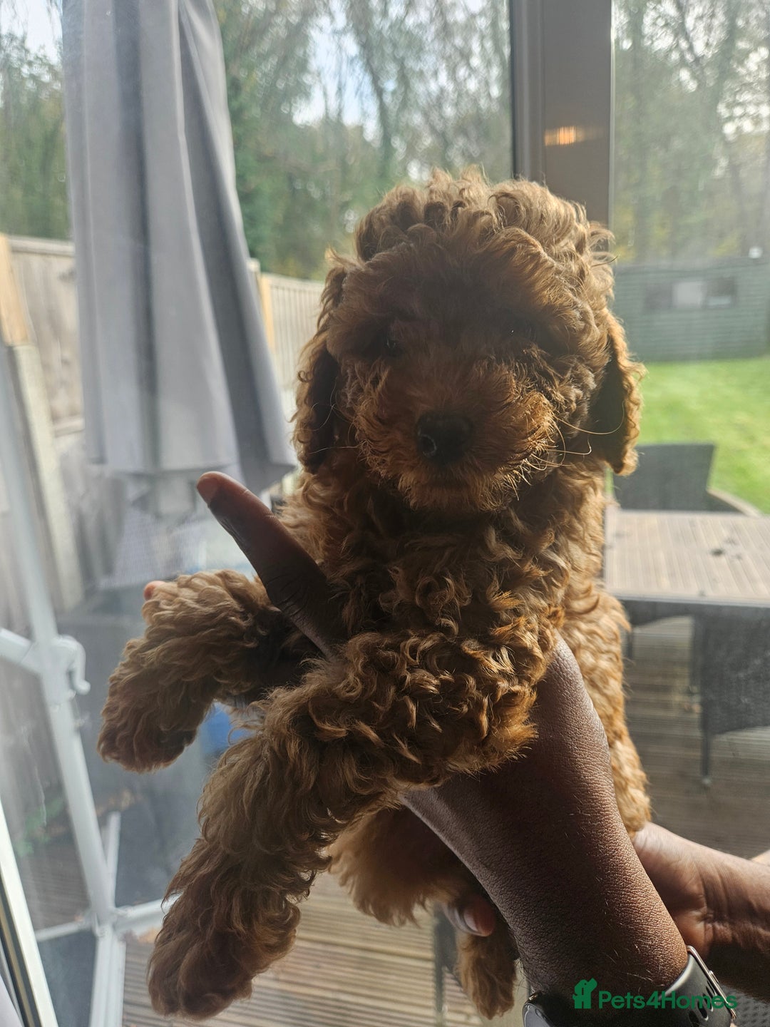 Miniature Poodle dogs for sale: Majestic trusted companies secure yours today  - Advert 10