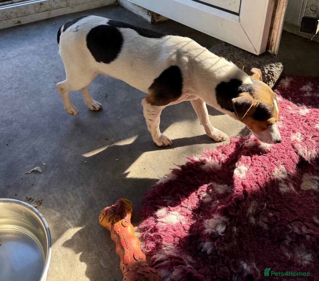 Jack Russell dogs for sale: Tri Coloured Jack Russell Girl - Image 1