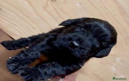 Cockapoo dogs for sale: Cockapoo puppies  - Advert 5