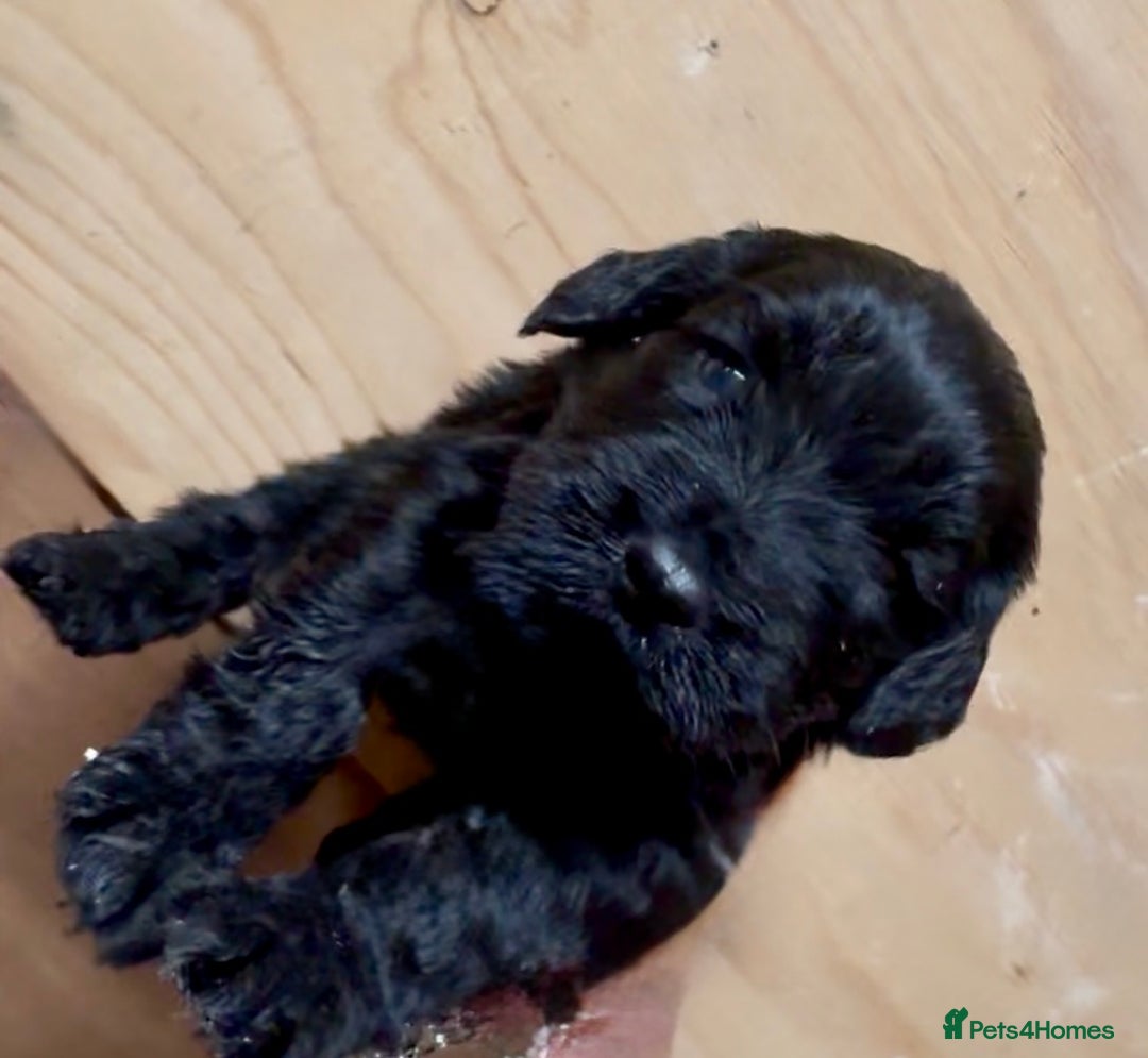 Cockapoo dogs for sale: Cockapoo puppies  - Advert 5