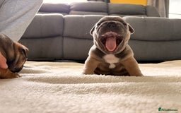 French Bulldog dogs for sale: 4 lovely French Bulldog puppies for sale . - Image 4