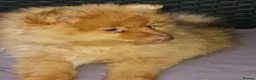 Pomeranian dogs for sale: 2 LEFT!! Purebred Cute fluffy Pomeranian Puppies! in Croydon - Advert 26