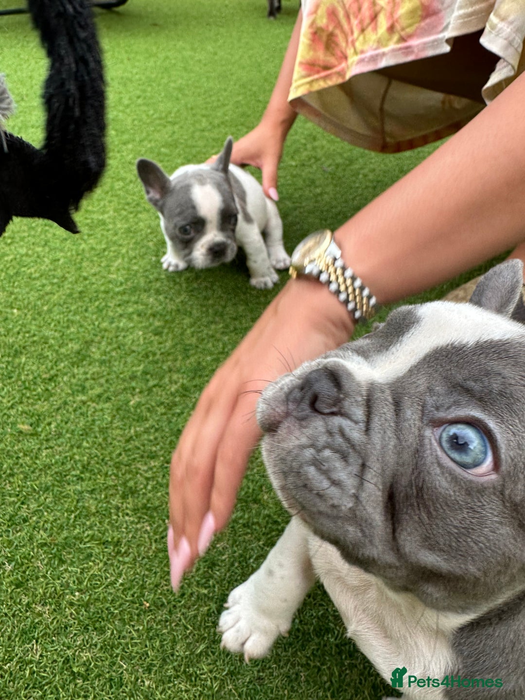 French Bulldog dogs for sale: Frenchies for sale <3 - Image 8