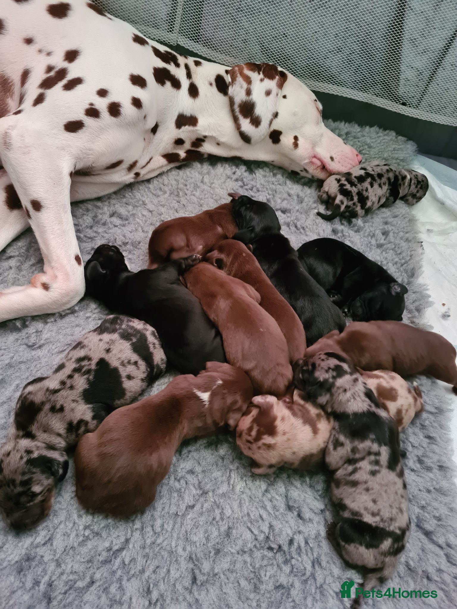 Mixed Breed dogs Dalmatian cross Dachshund puppies - Advert 4