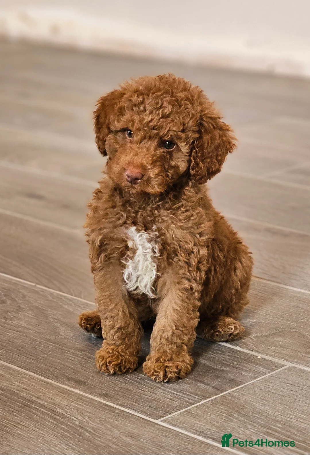 Australian Labradoodle dogs for sale: Stunning Miniature Australian Labradoodle pups - Advert 1