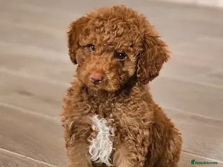 Australian Labradoodle dogs Stunning Miniature Australian Labradoodle pups - Advert 5