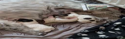 Cocker Spaniel dogs for sale: Cocker Tzu Puppies  in Keighley - Advert 2