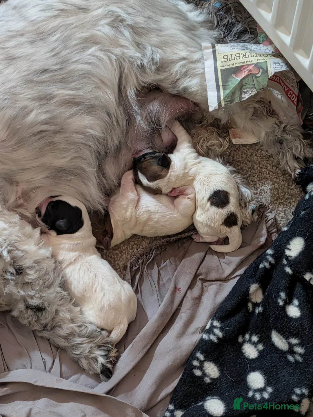 Cocker Spaniel dogs for sale: Cocker Tzu Puppies  in Keighley - Advert 2