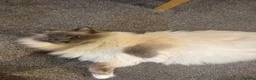Ragdoll cats for sale: Stunning ragdoll kittens  - Advert 18