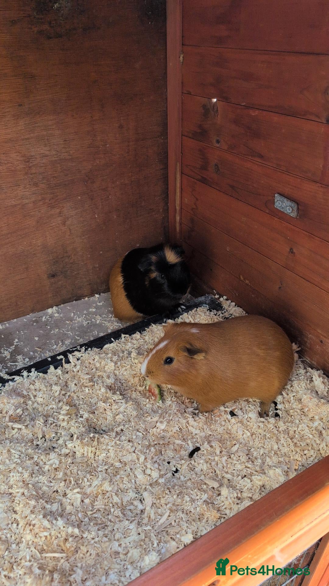 Guinea Pig rodents for sale: X2 guinea pigs  - Advert 10