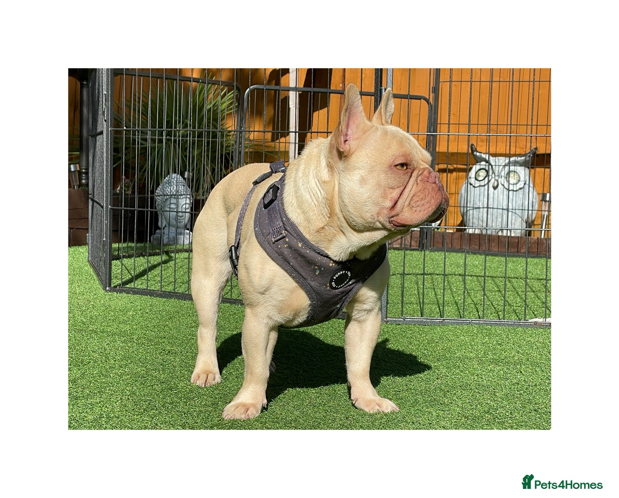 French Bulldog dogs Full new shade Isabella stud ( now available ) in Hastings - Advert 17